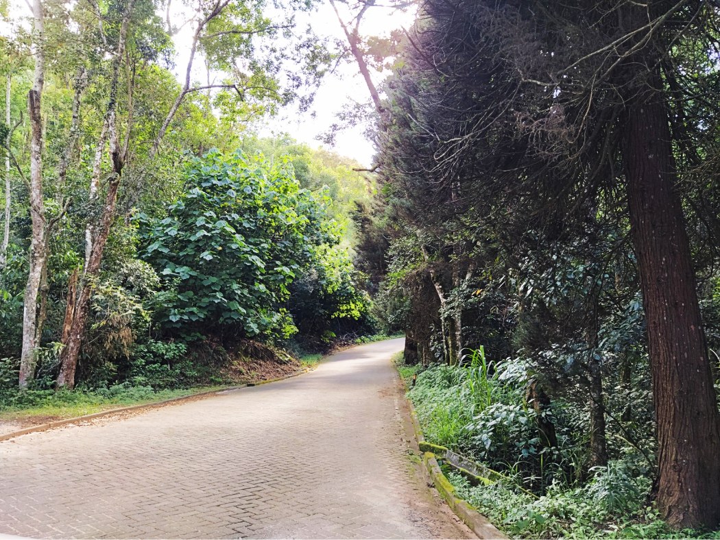 Bosque na Rota do Lagarto