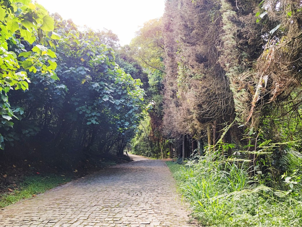 Bosque na Rota do Lagarto